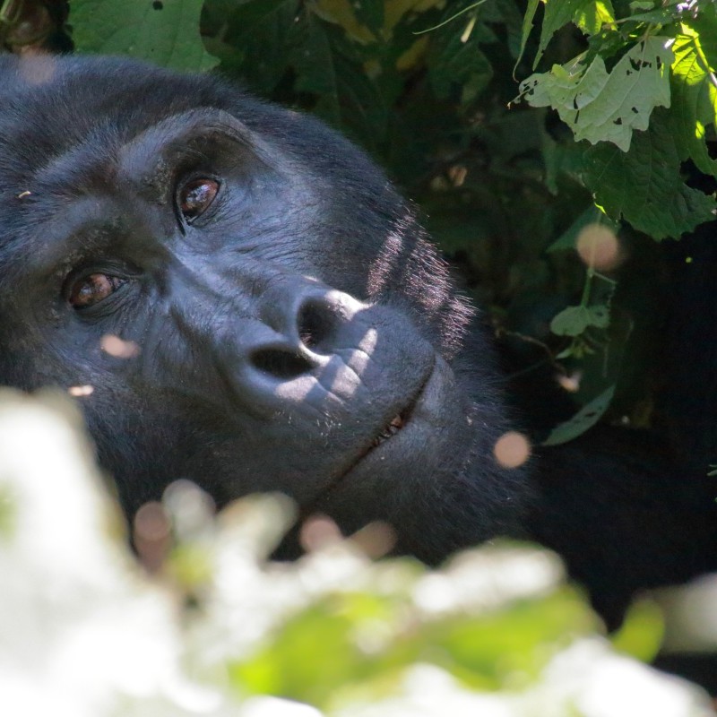 gorilla trekking