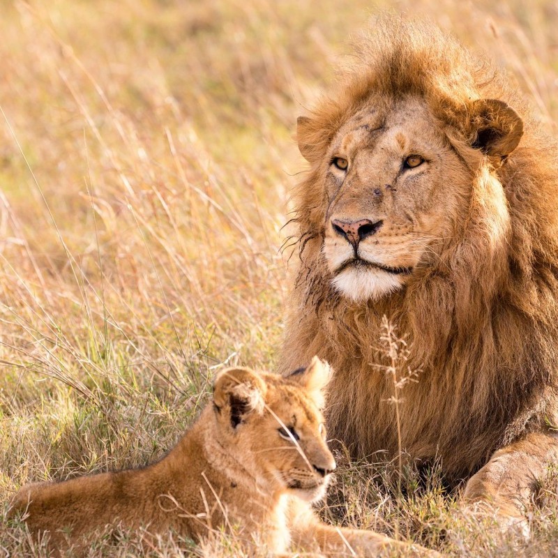 lion and cub