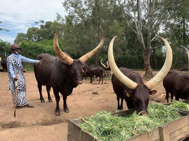 rwandan local cows