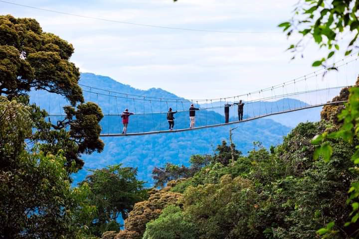 canopy walk in nyungwe forest