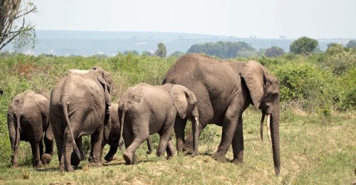 elephants