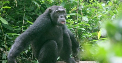 chimpanzee sitting on a tree branch