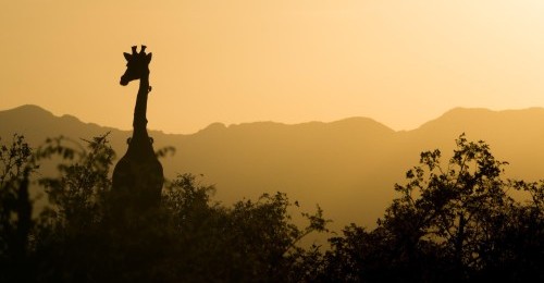 giraffe sunset