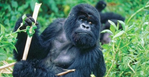 gorilla