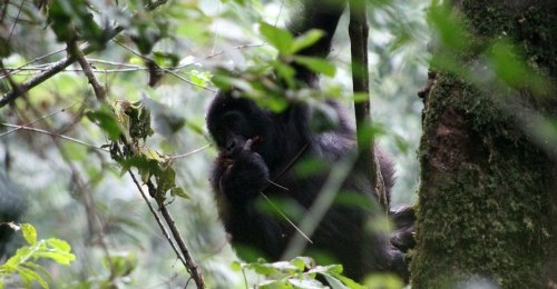 gorilla patching on a tree