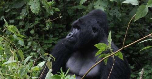 silverback gorilla