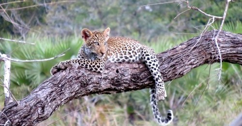 leopard on a serengeti tanzania safari 