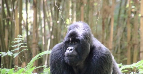 mountain gorilla