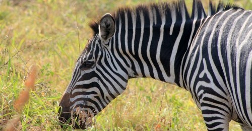 zebra