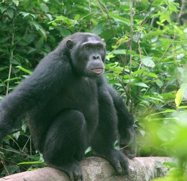 chimpanzee sitting on a tree branch