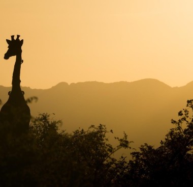 giraffe sunset