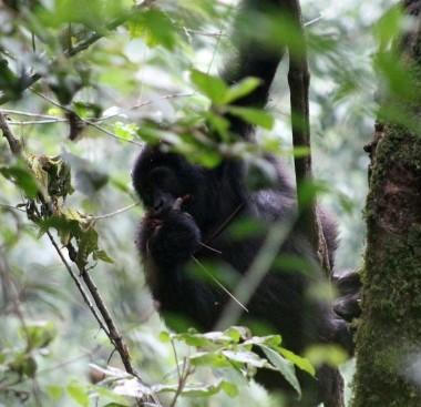 gorilla patching on a tree