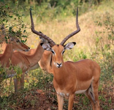 impalas