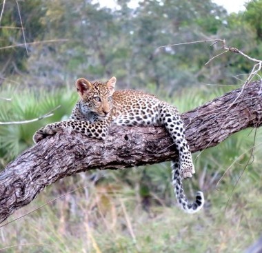 leopard on a serengeti tanzania safari 