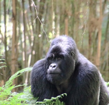 mountain gorilla