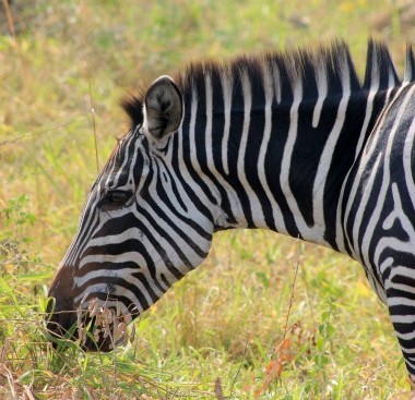 zebra